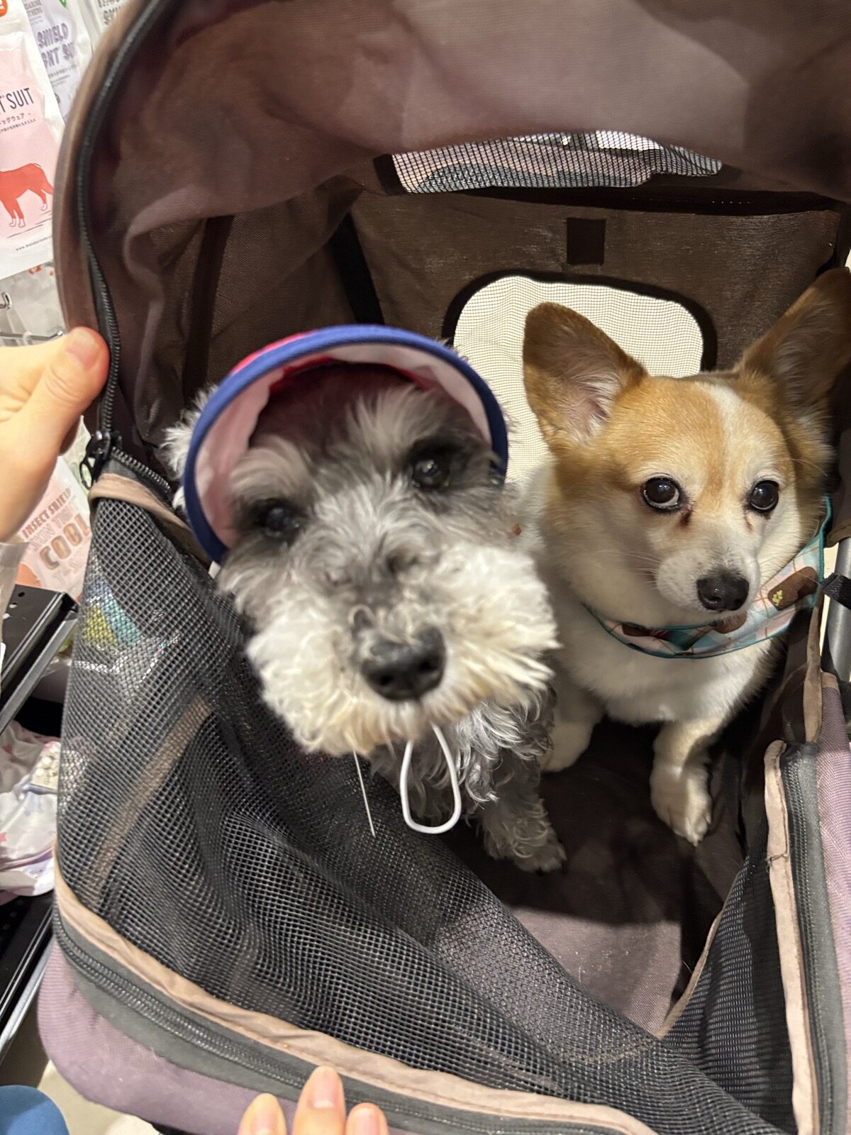 2匹そろってこちらを見上げて