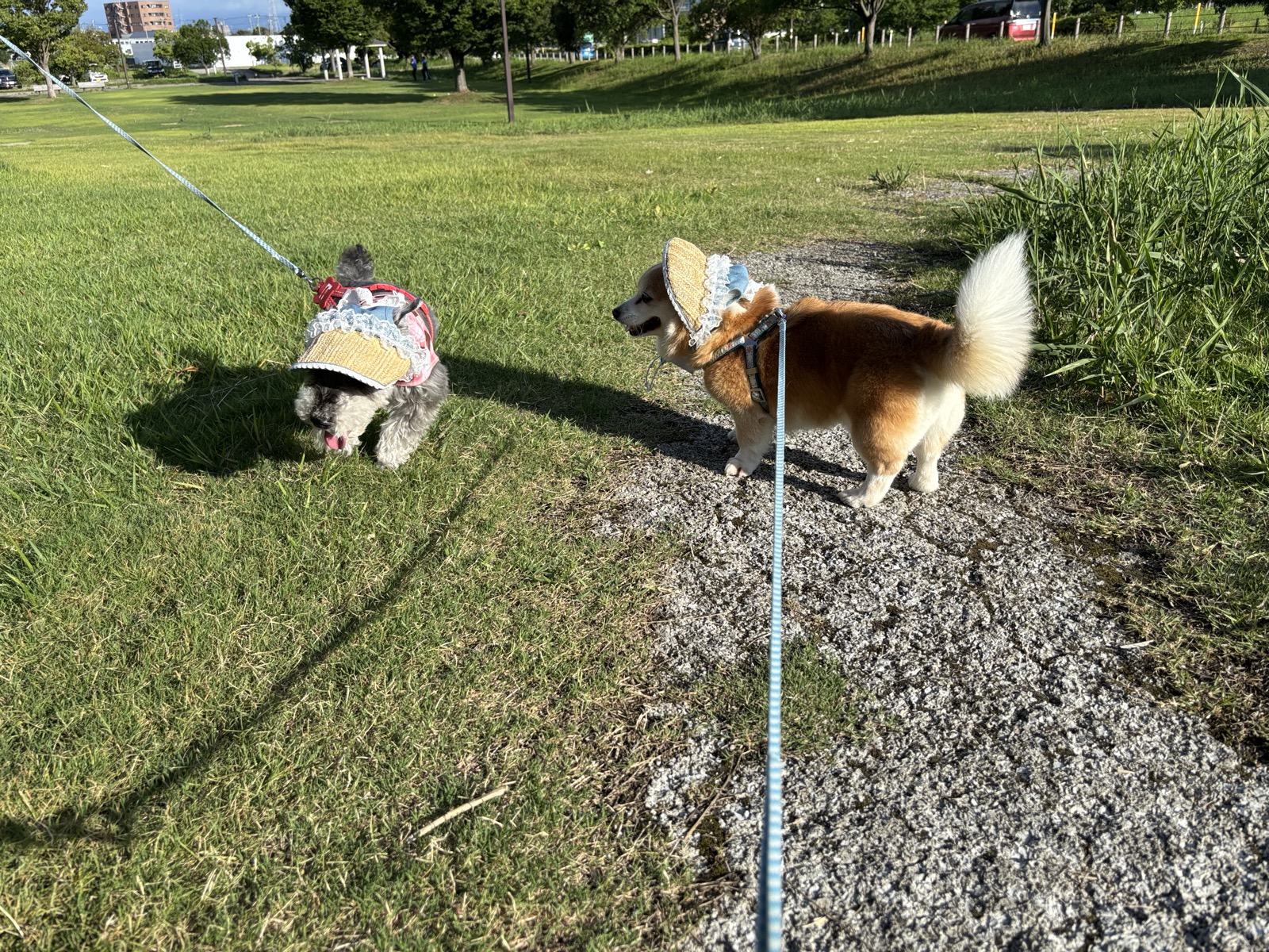 芝生をおさんぽする2匹