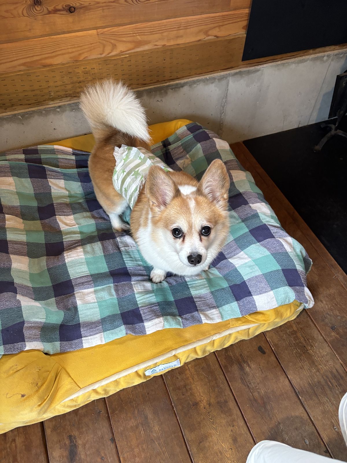 ベッドでくつろぐ愛犬