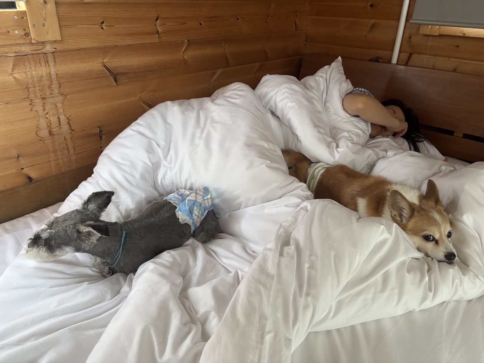 布団の上でぐっすり眠る2匹