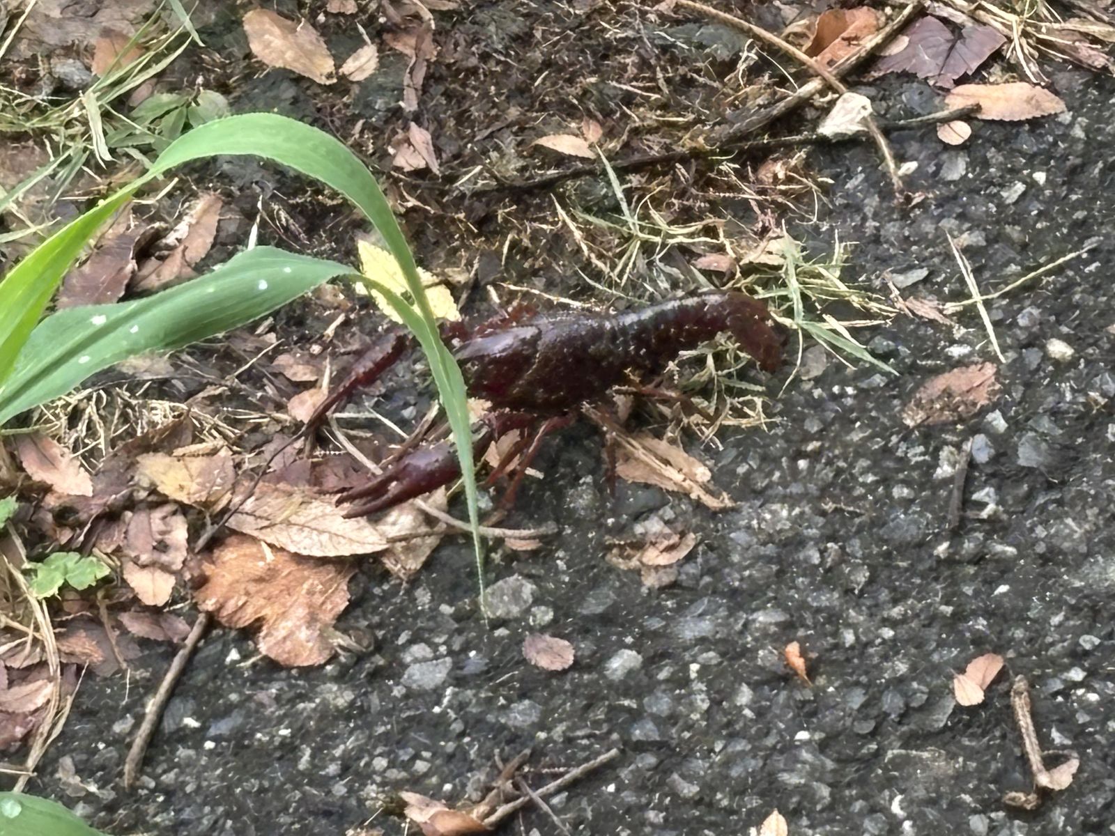 散歩中に遭遇したザリガニ